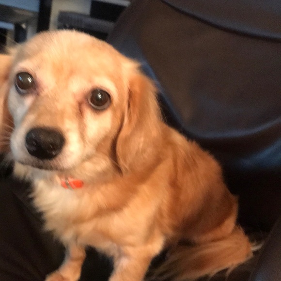 Dog - Picture 4 of 4